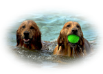 Hunde im Urlaub